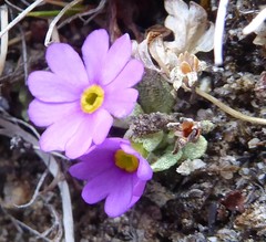 Primula concinna