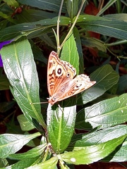Junonia evarete