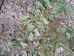 Juncus dichotomus