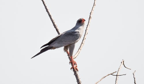 Dark Chanting-Goshawk