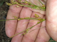 Juncus dichotomus