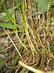 Juncus dichotomus