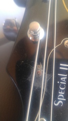 Phidippus californicus