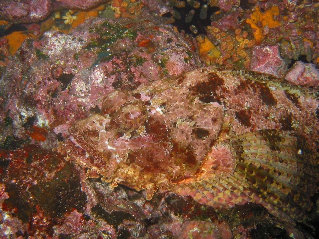 Stone Scorpionfish