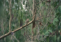 Camarhynchus pallidus