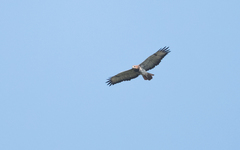 Buteo auguralis
