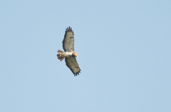 Buteo auguralis