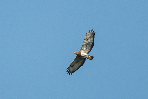 Red-necked Buzzard