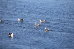 Larus argentatus × glaucescens