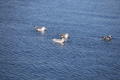 Larus argentatus × glaucescens