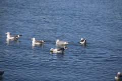 Larus argentatus × glaucescens