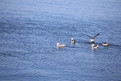 Larus argentatus × glaucescens