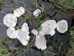 Fungi