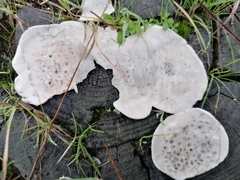 Fungi