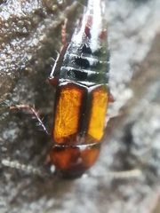 Tachinus subterraneus
