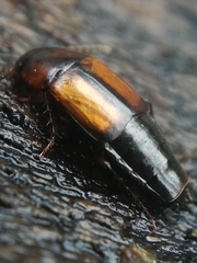Tachinus subterraneus