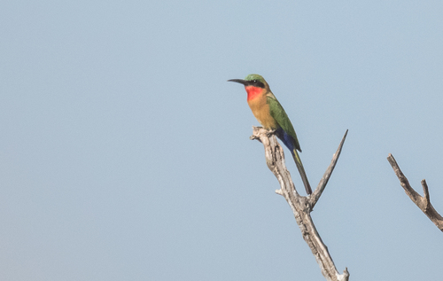 Red-throated Bee-eater