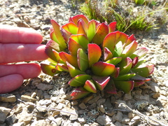 Acrodon purpureostylus