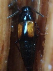 Tachinus subterraneus