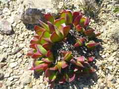 Acrodon purpureostylus