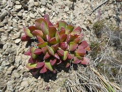 Acrodon purpureostylus