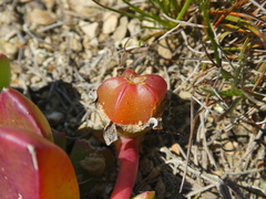 Acrodon purpureostylus
