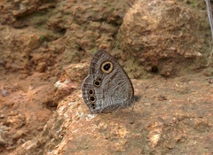 Ypthima lisandra