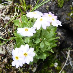 Primula concinna
