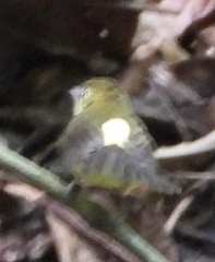 Myiobius sulphureipygius