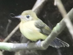 Myiobius sulphureipygius