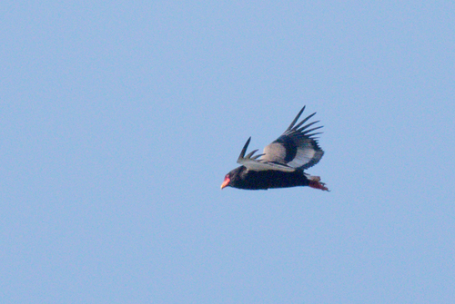 Bateleur