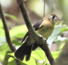 Myiobius sulphureipygius