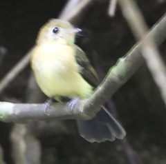 Myiobius sulphureipygius