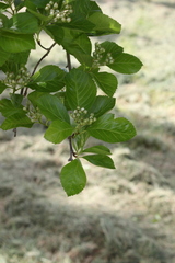 Crataegus persimilis