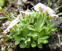 Primula concinna
