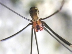 Pholcidae