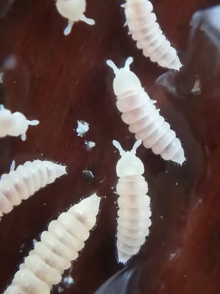 Onychiurinae