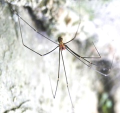 Pholcidae