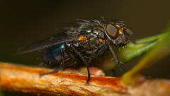 Xenocalliphora