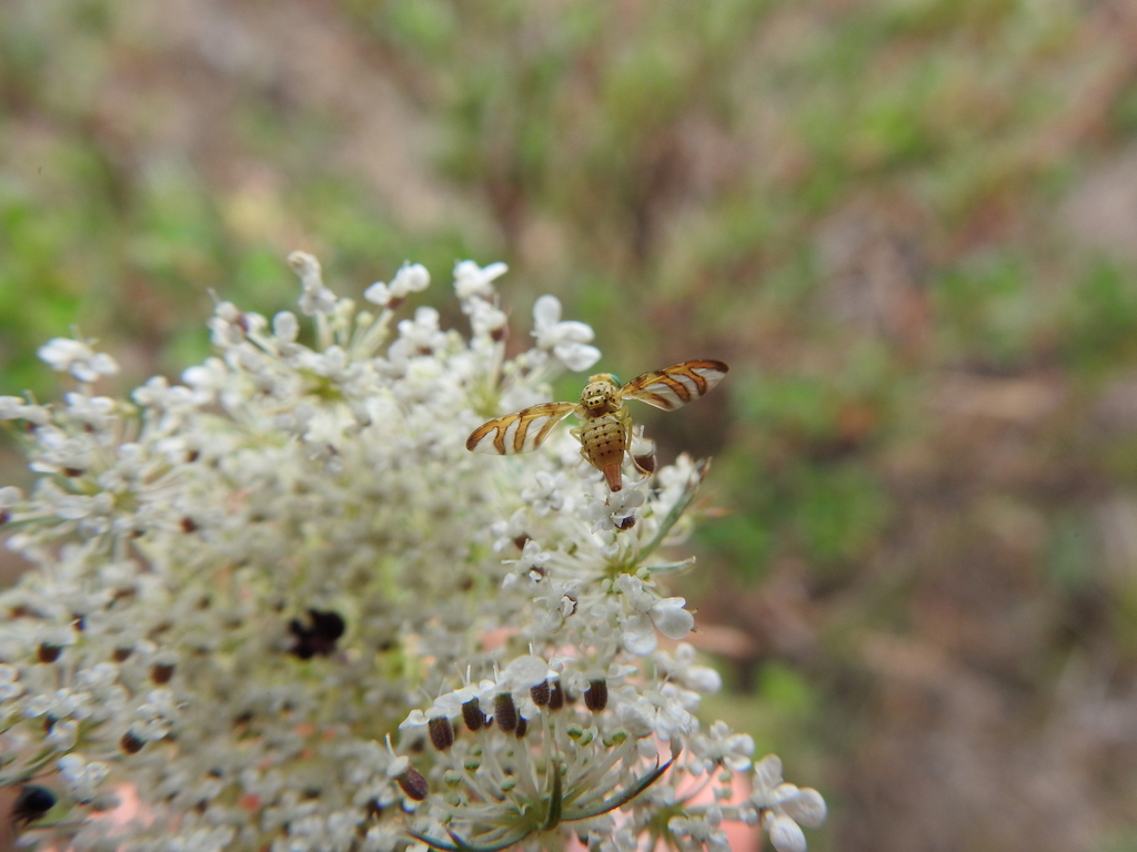 Orellia stictica