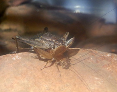 Eurepella