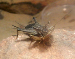 Eurepella