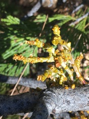 Arceuthobium campylopodum