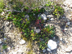 Acrodon purpureostylus