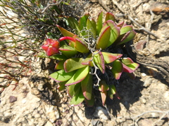 Acrodon purpureostylus