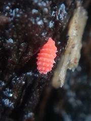 Bilobella braunerae