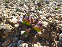 Acrodon purpureostylus