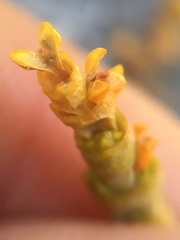 Arceuthobium campylopodum