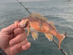 Sebastes semicinctus