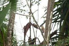 Dryobates spilogaster